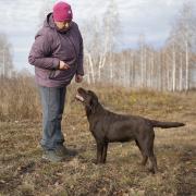 Осенняя прогулка лабрадоров