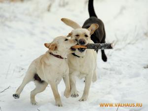 Обои для рабочего стола бесплатно. Лабрадор фото. Отдай палку!