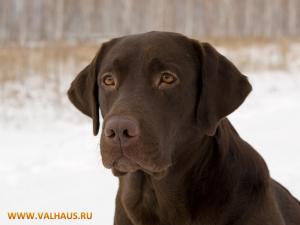 Обои для рабочего стола бесплатно. Лабрадор фото. Портрет.