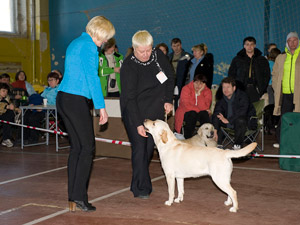 Лабрадор Valhaus Olivia Winer Best in Show